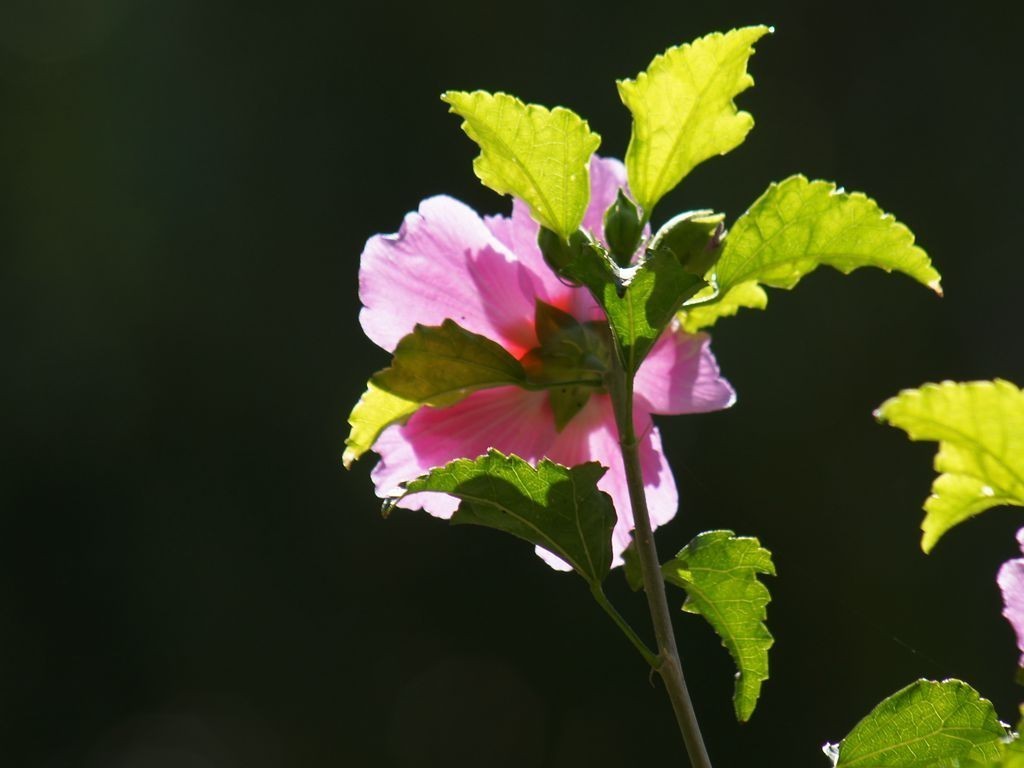 木槿花