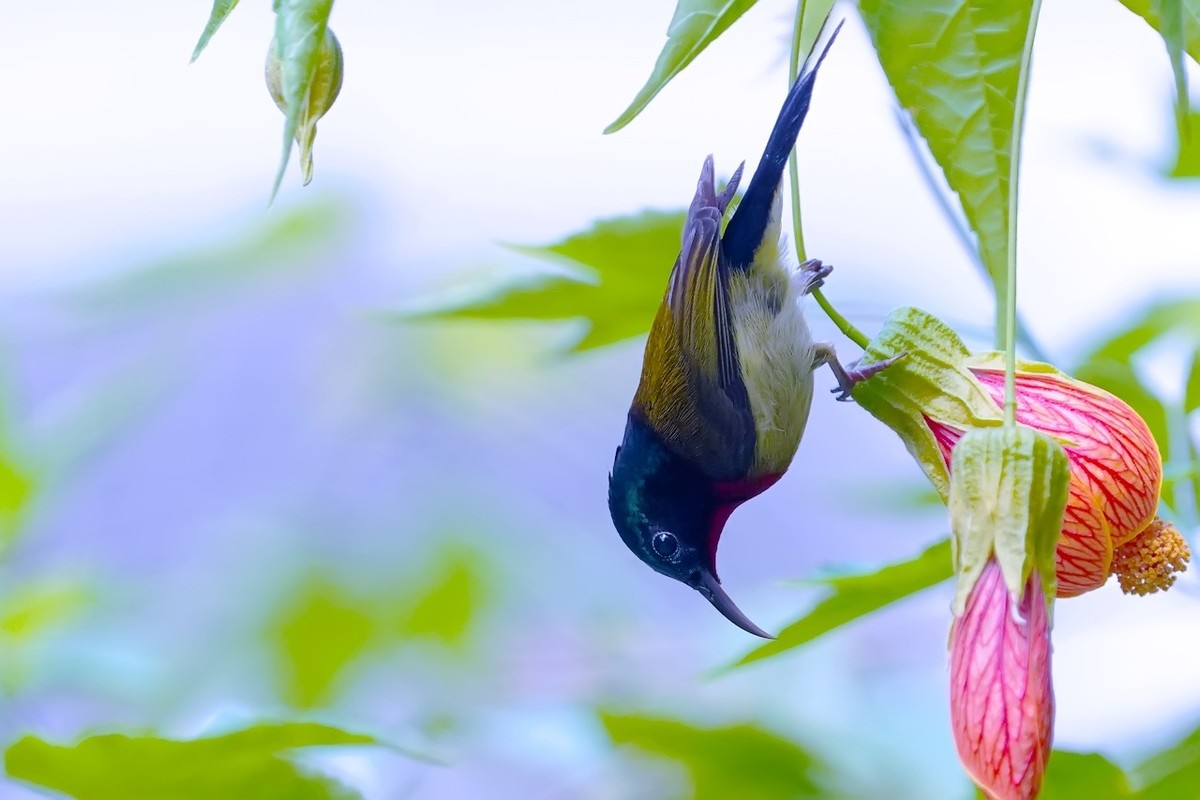 2022_叉尾太阳鸟