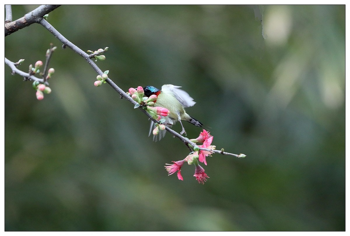 以花蜜为食的太阳鸟（续）