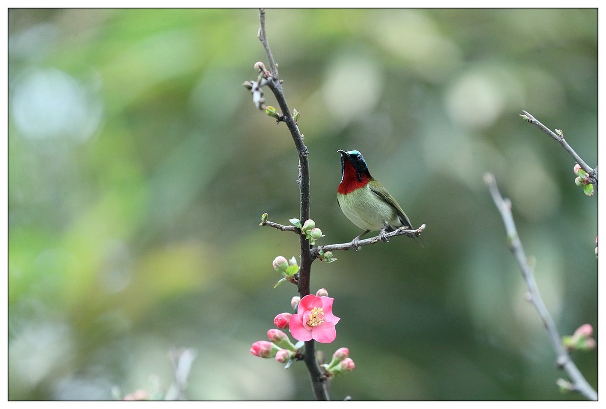以花蜜为食的太阳鸟（续）