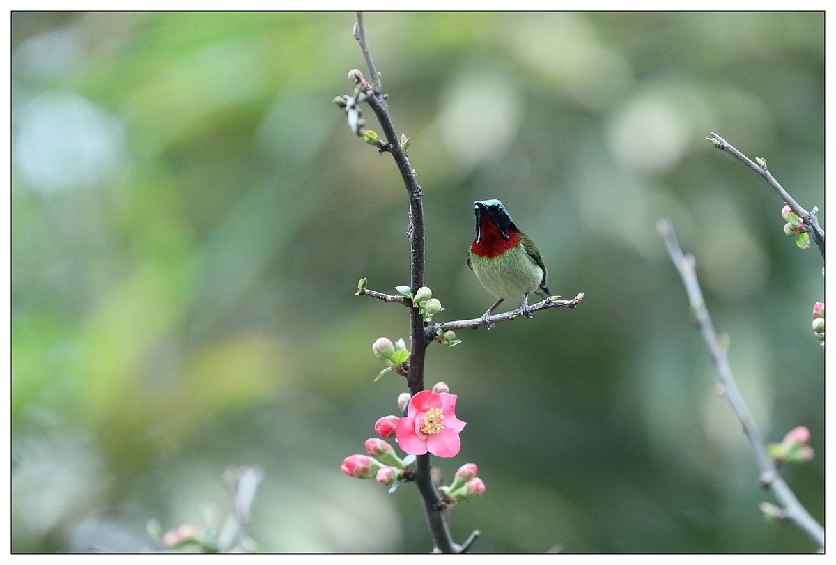 以花蜜为食的太阳鸟（续）