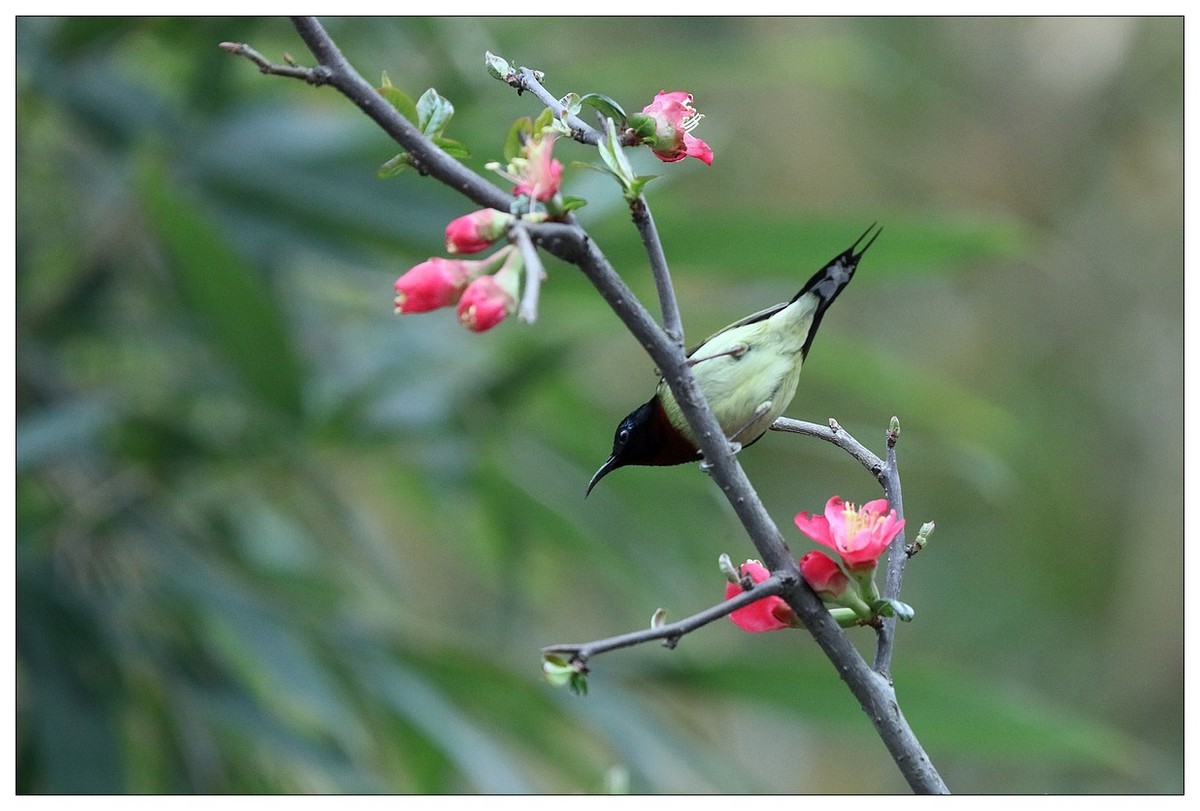 以花蜜为食的太阳鸟（续）