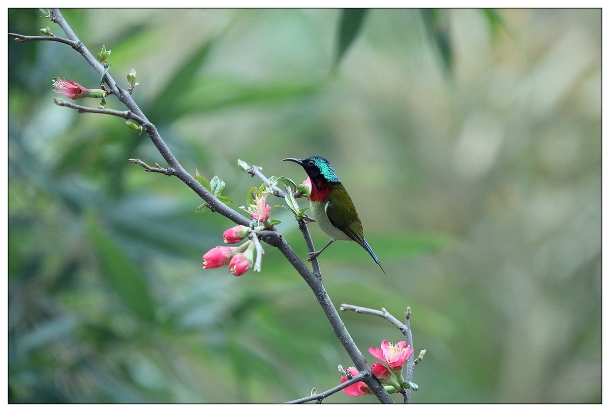 以花蜜为食的太阳鸟（续）
