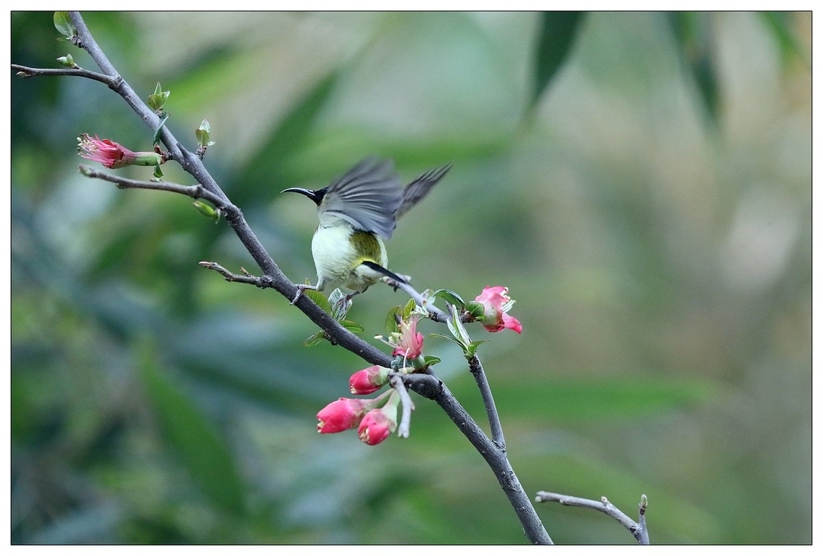 以花蜜为食的太阳鸟（续）