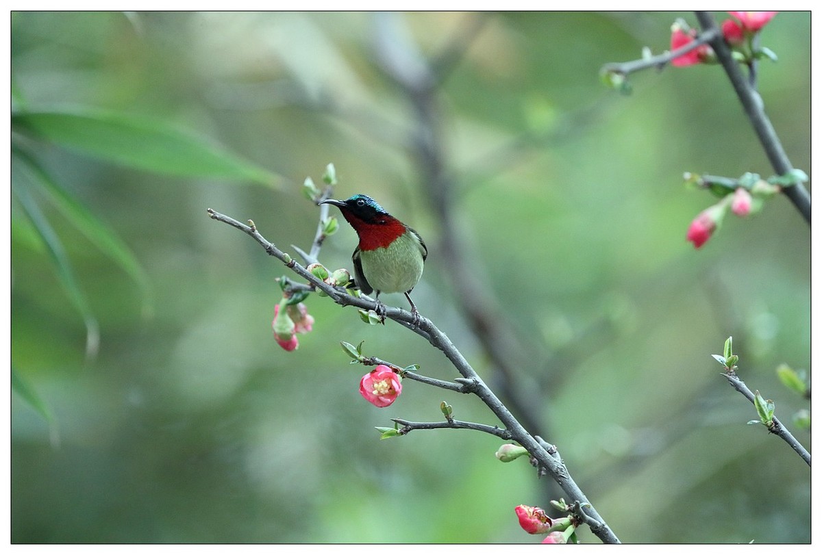 以花蜜为食的太阳鸟（续）