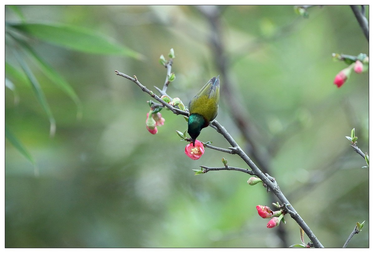 以花蜜为食的太阳鸟（续）