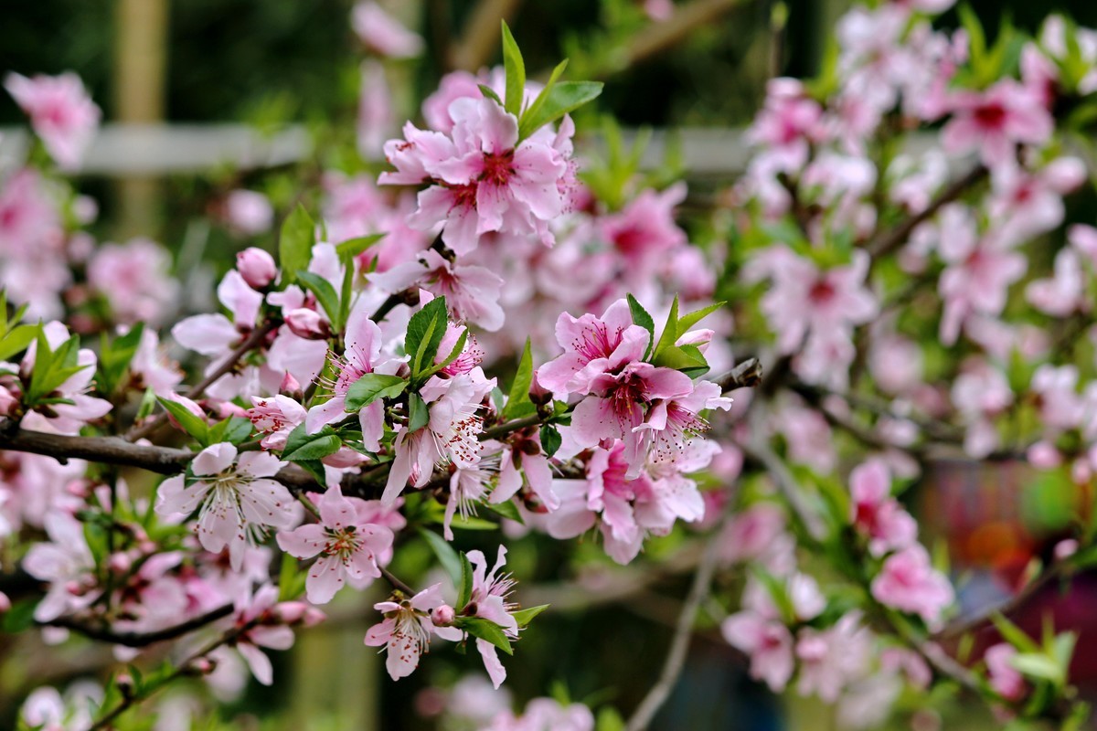 山桃红花满上头
