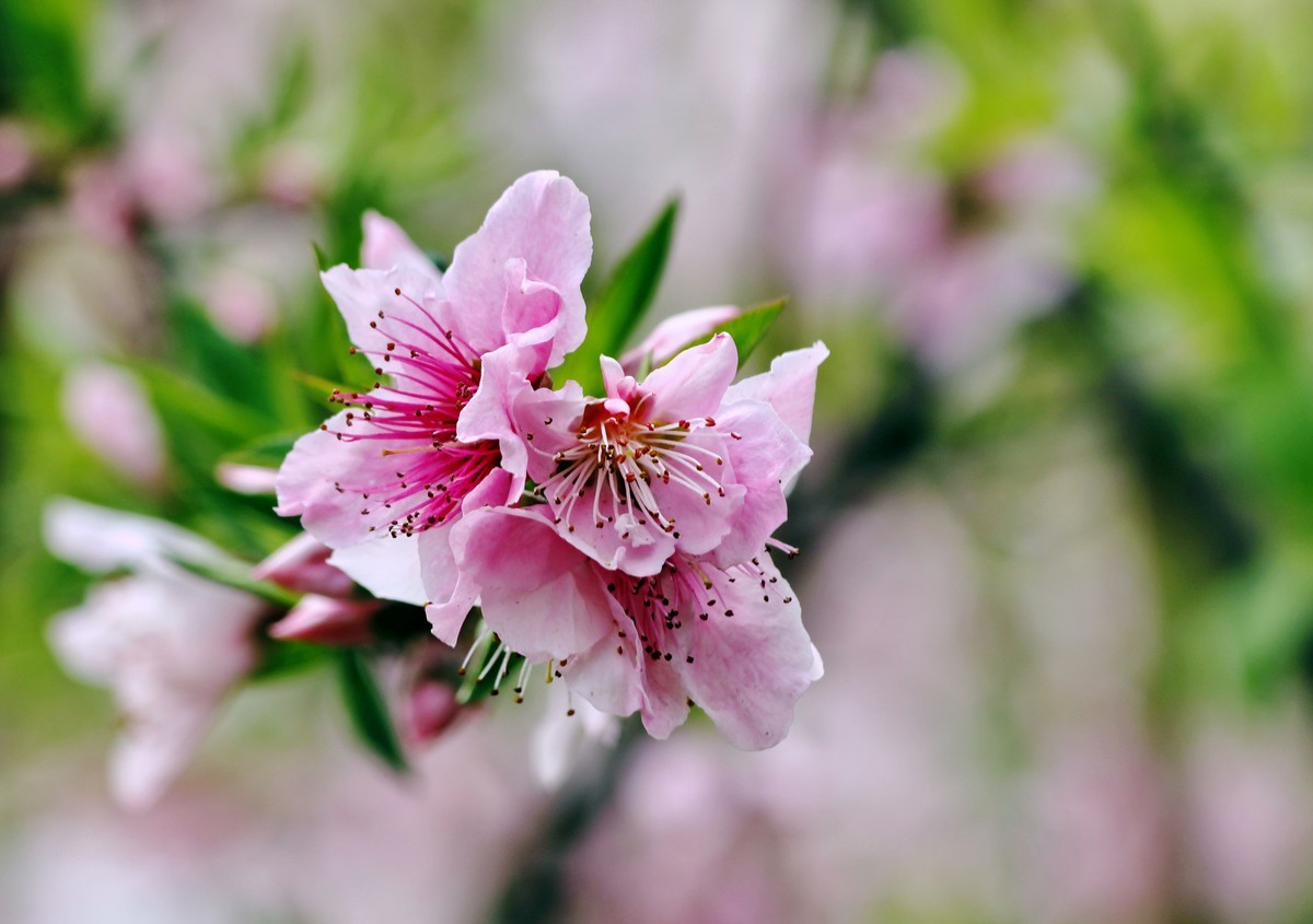 山桃红花满上头