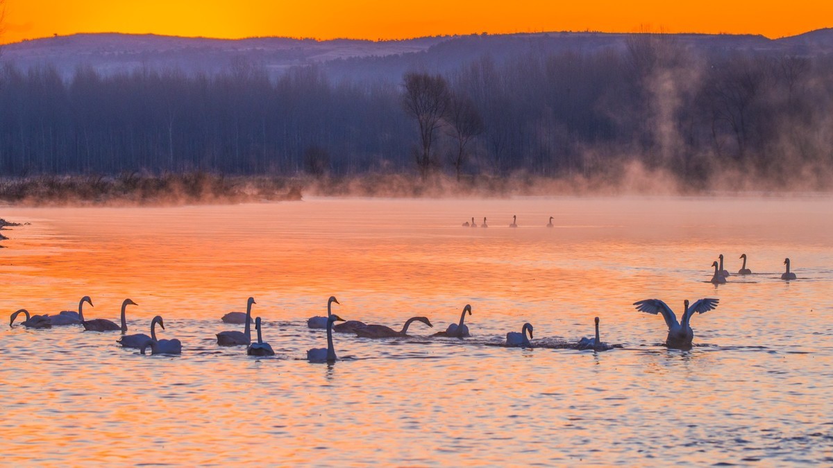 #花开春光寻美景#------亦梦亦幻天鹅湾