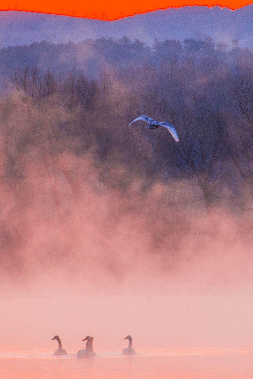 #花开春光寻美景#------亦梦亦幻天鹅湾