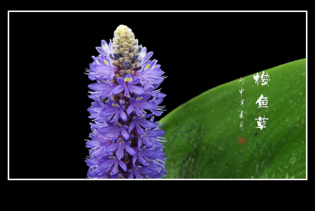 有趣漂亮的梭鱼草花