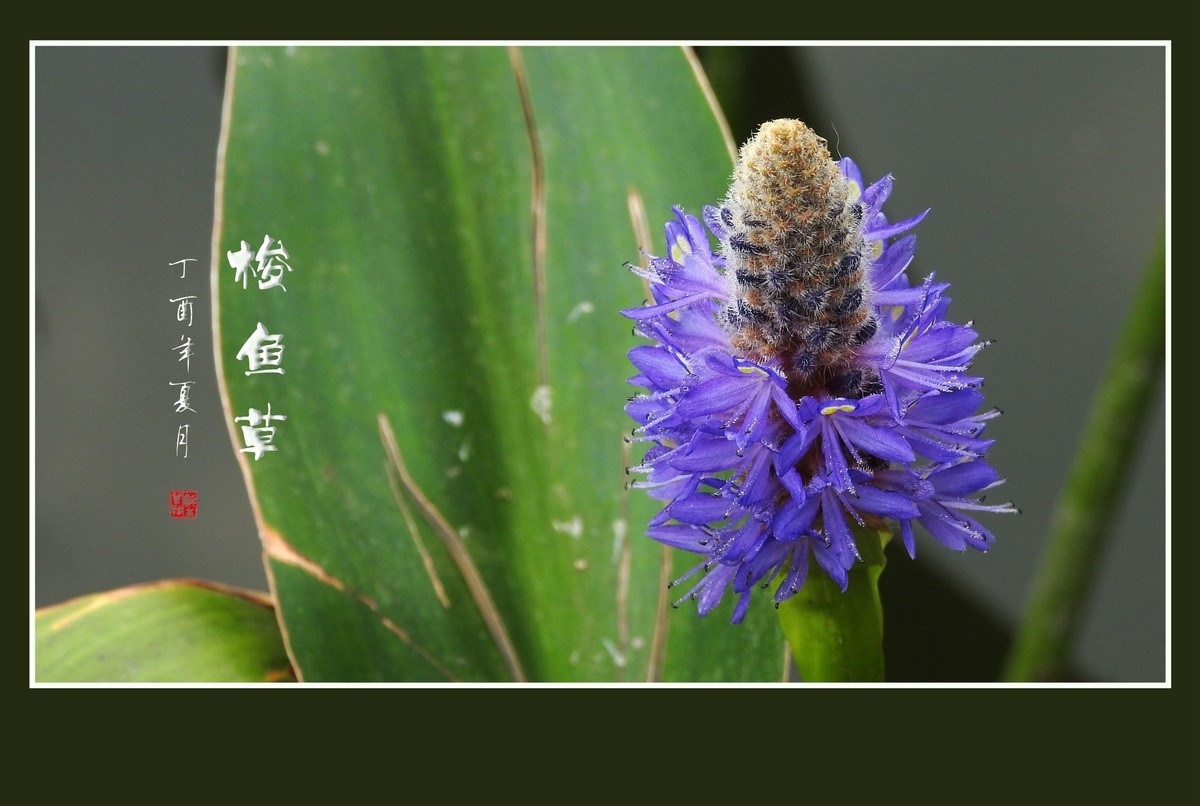 有趣漂亮的梭鱼草花