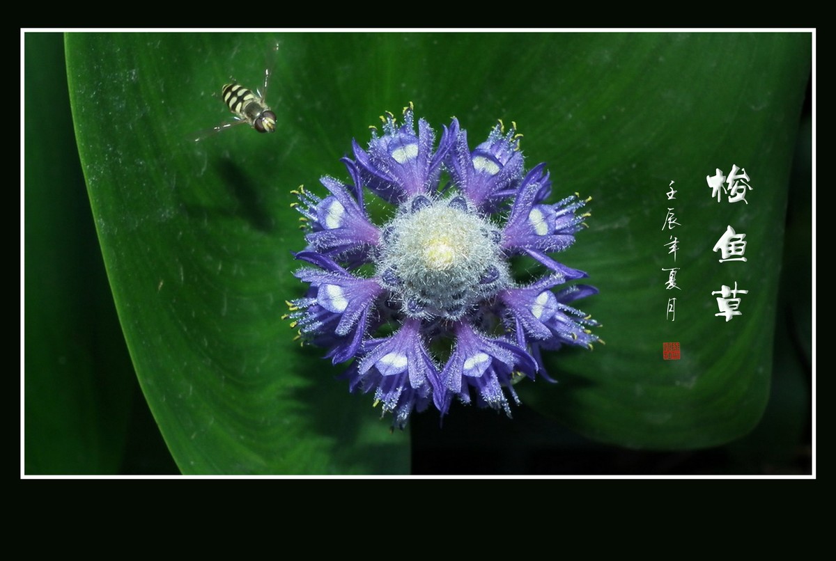 有趣漂亮的梭鱼草花