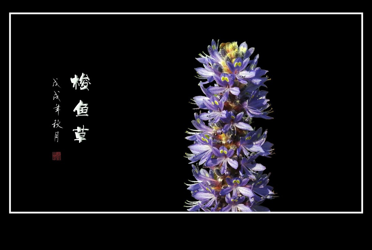 有趣漂亮的梭鱼草花