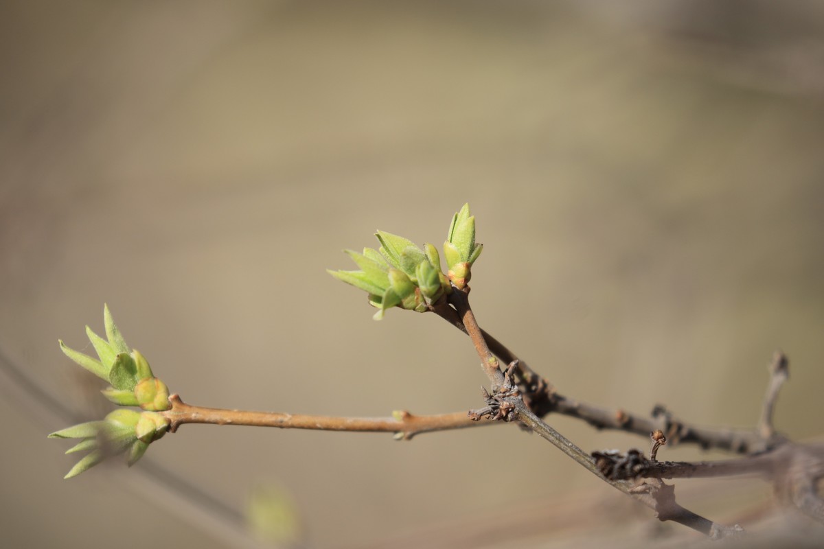 春天来了树发芽了