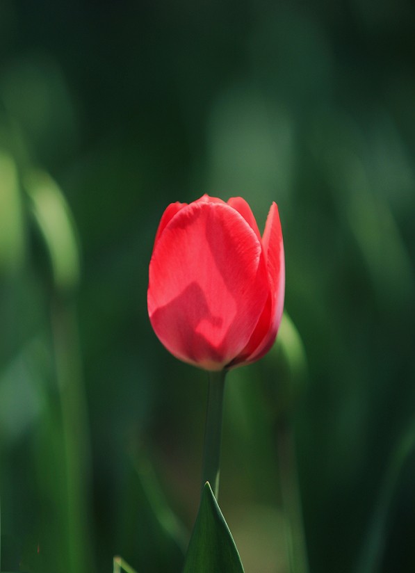 请假出个热闹帖《樱花节中忙活的美女们》唉！今年事多，又要出去趟过几天再回来！