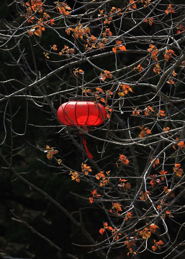 请假出个热闹帖《樱花节中忙活的美女们》唉！今年事多，又要出去趟过几天再回来！