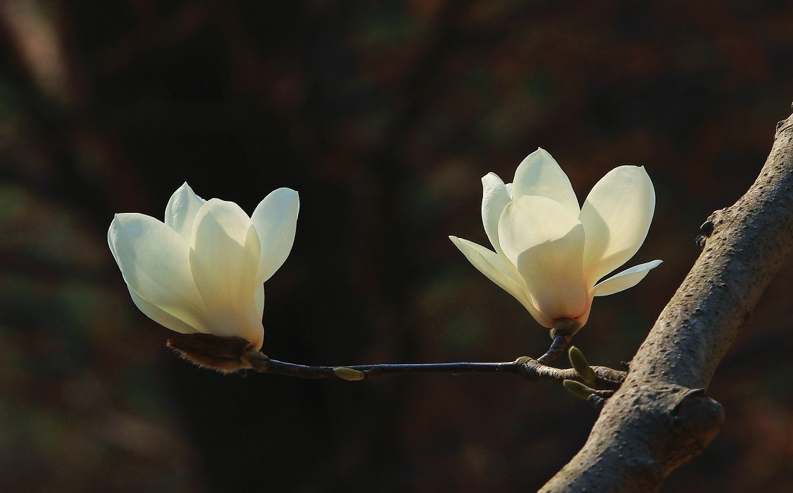 请假出个热闹帖《樱花节中忙活的美女们》唉！今年事多，又要出去趟过几天再回来！