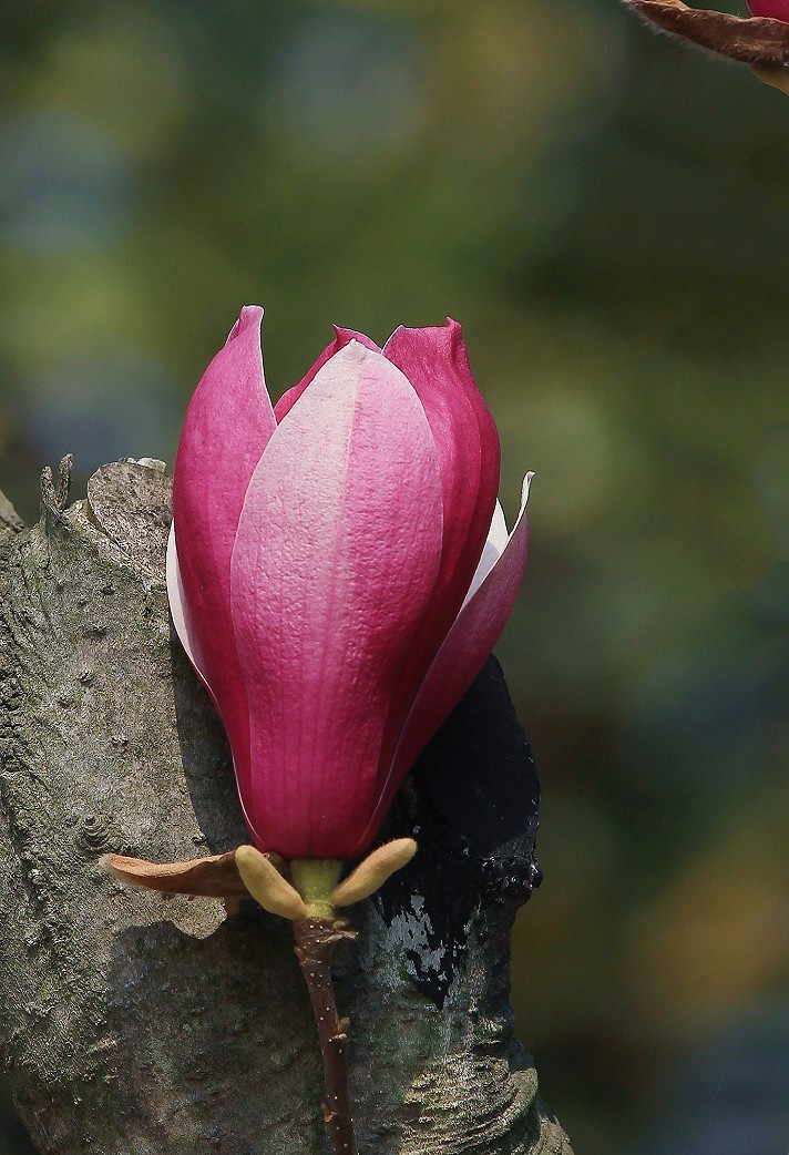 请假出个热闹帖《樱花节中忙活的美女们》唉！今年事多，又要出去趟过几天再回来！