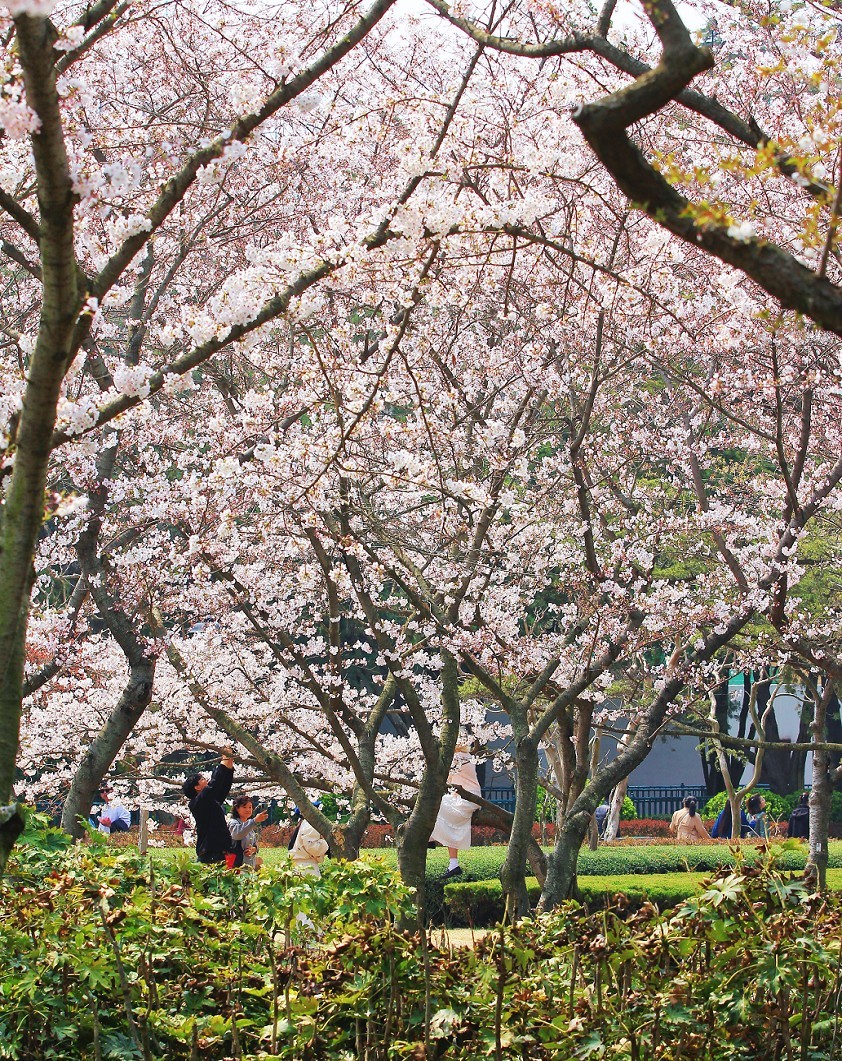 请假出个热闹帖《樱花节中忙活的美女们》唉！今年事多，又要出去趟过几天再回来！