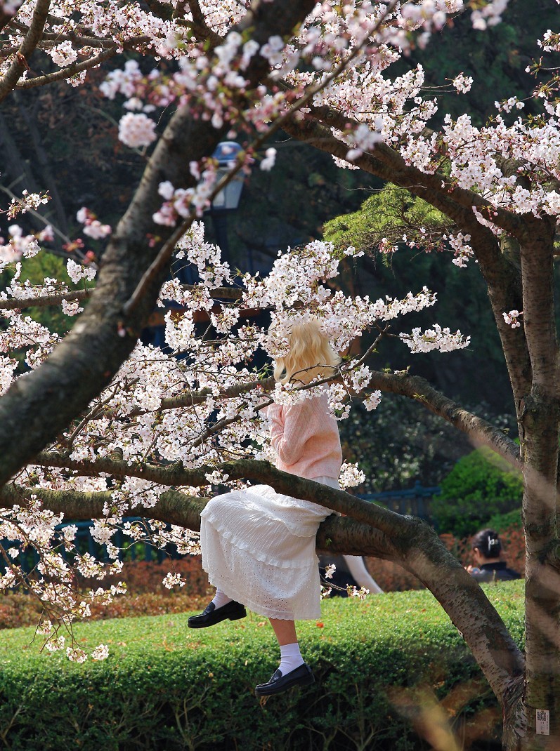 请假出个热闹帖《樱花节中忙活的美女们》唉！今年事多，又要出去趟过几天再回来！