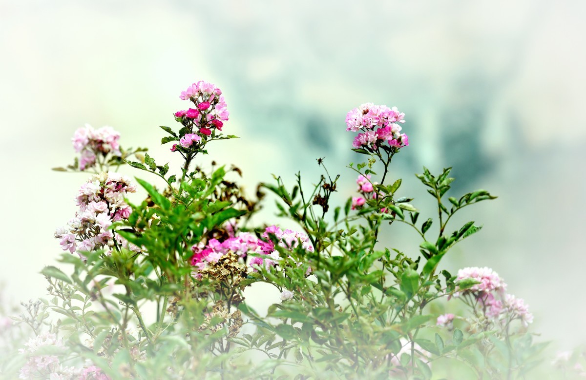 夏拍花/过时帖