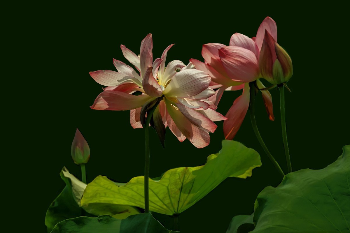 （又是一年荷花开） 《夏日杂诗》   清·陈文述