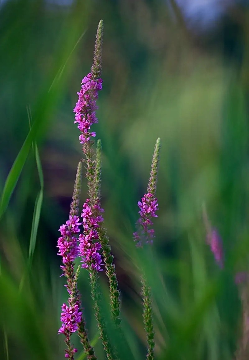 蓝花棘豆