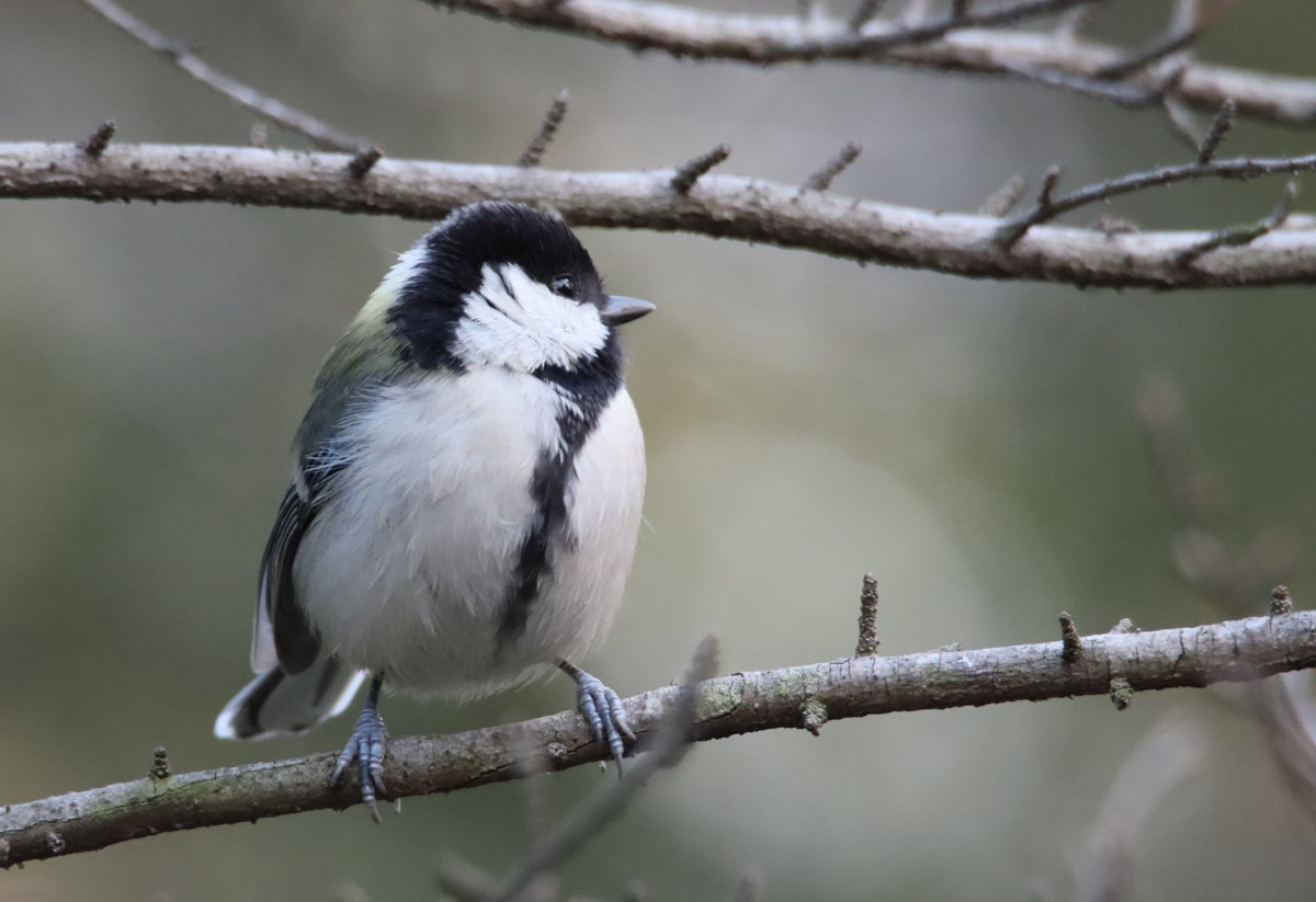 试机贻（账号被换｝：