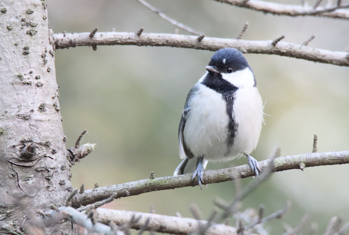 试机贻（账号被换｝：