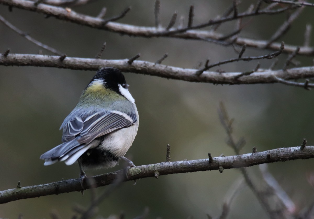 试机贻（账号被换｝：