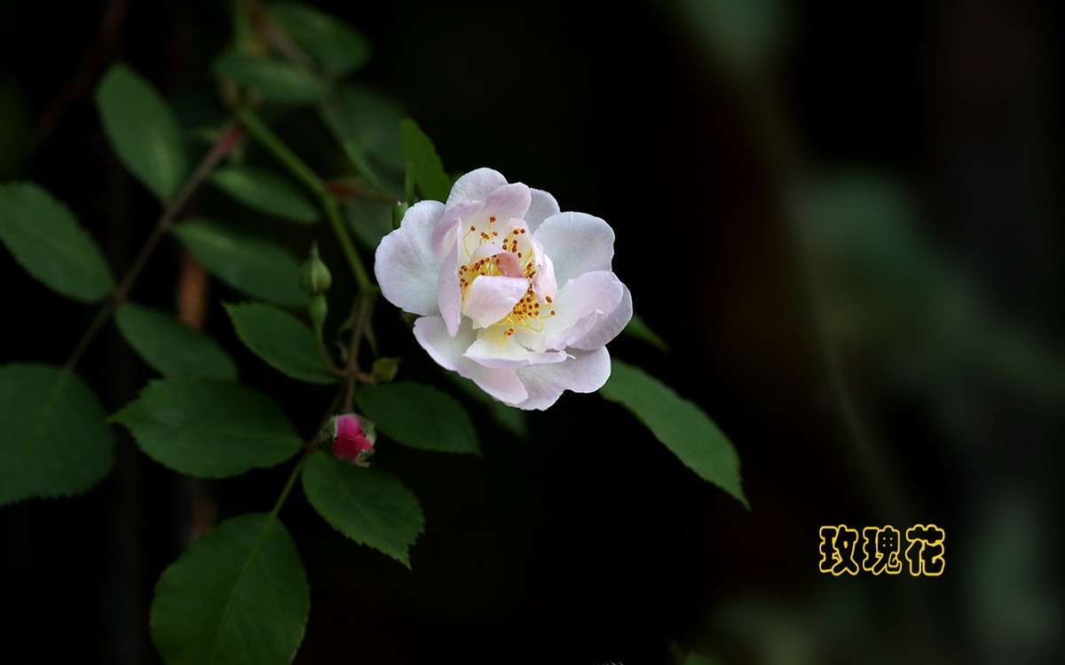 甲辰年玫瑰花【2024-201】