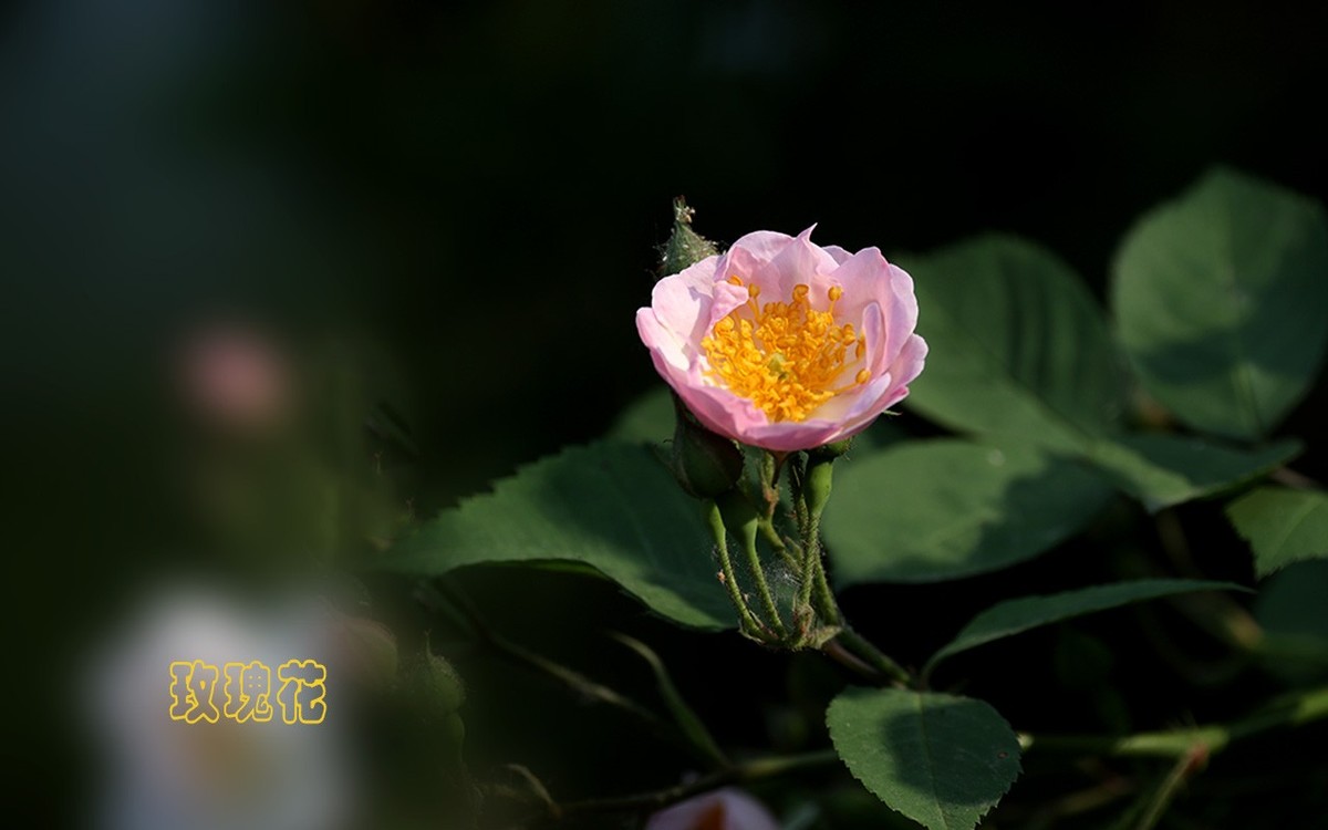 甲辰年玫瑰花【2024-201】