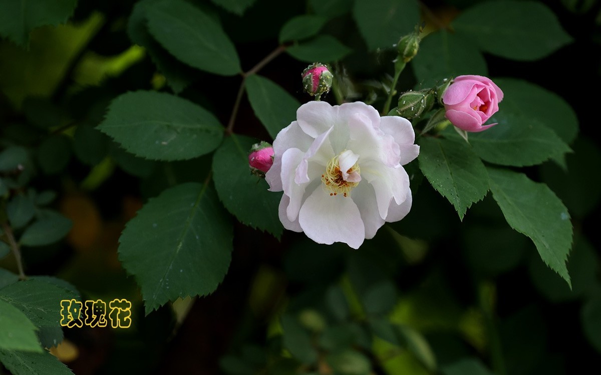 甲辰年玫瑰花【2024-201】