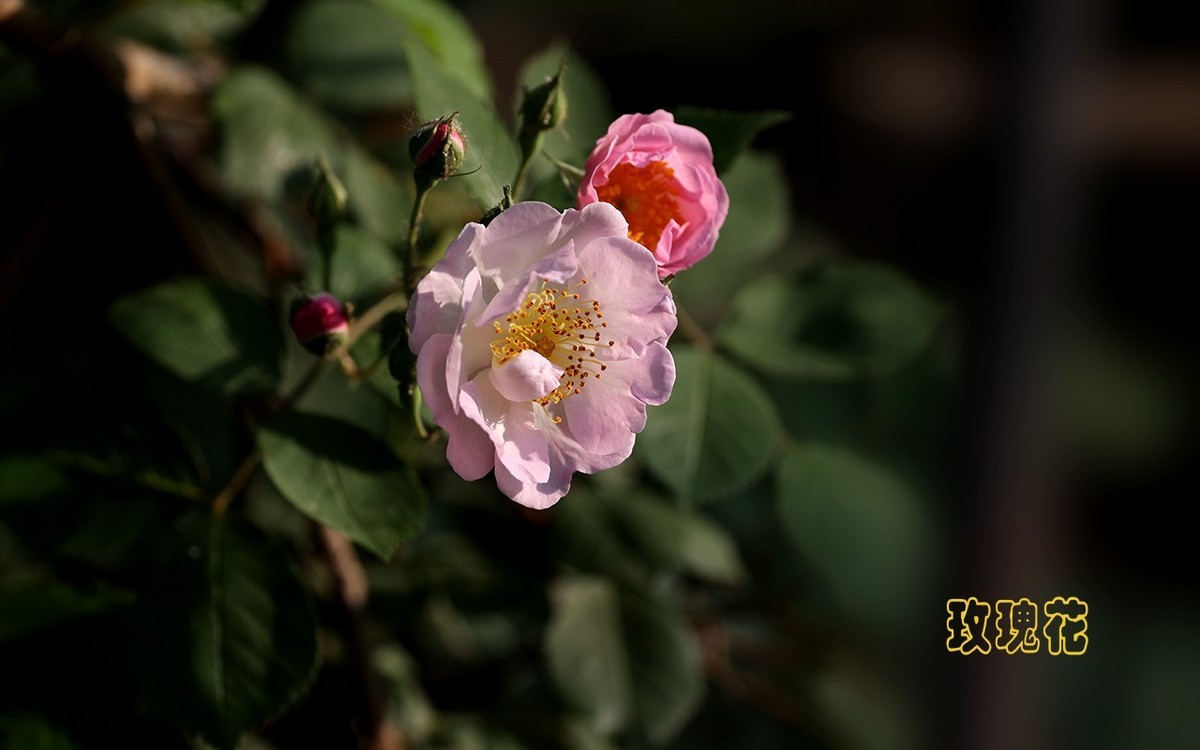 甲辰年玫瑰花【2024-201】