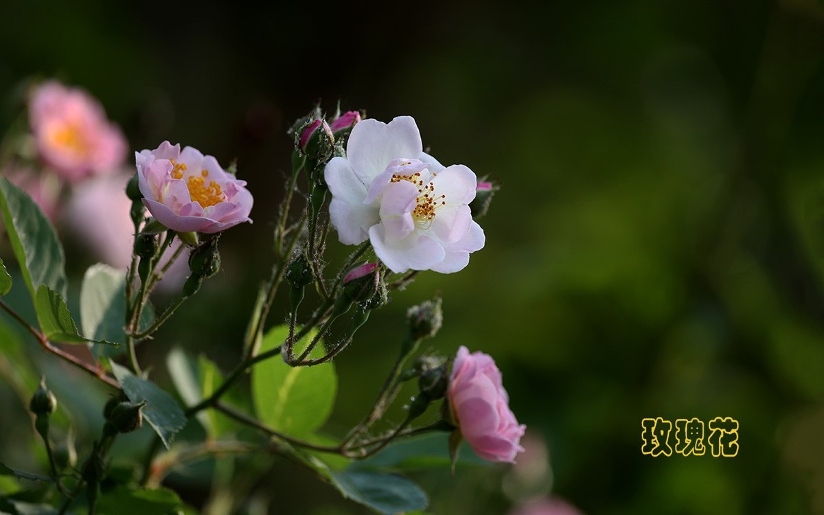 甲辰年玫瑰花【2024-201】