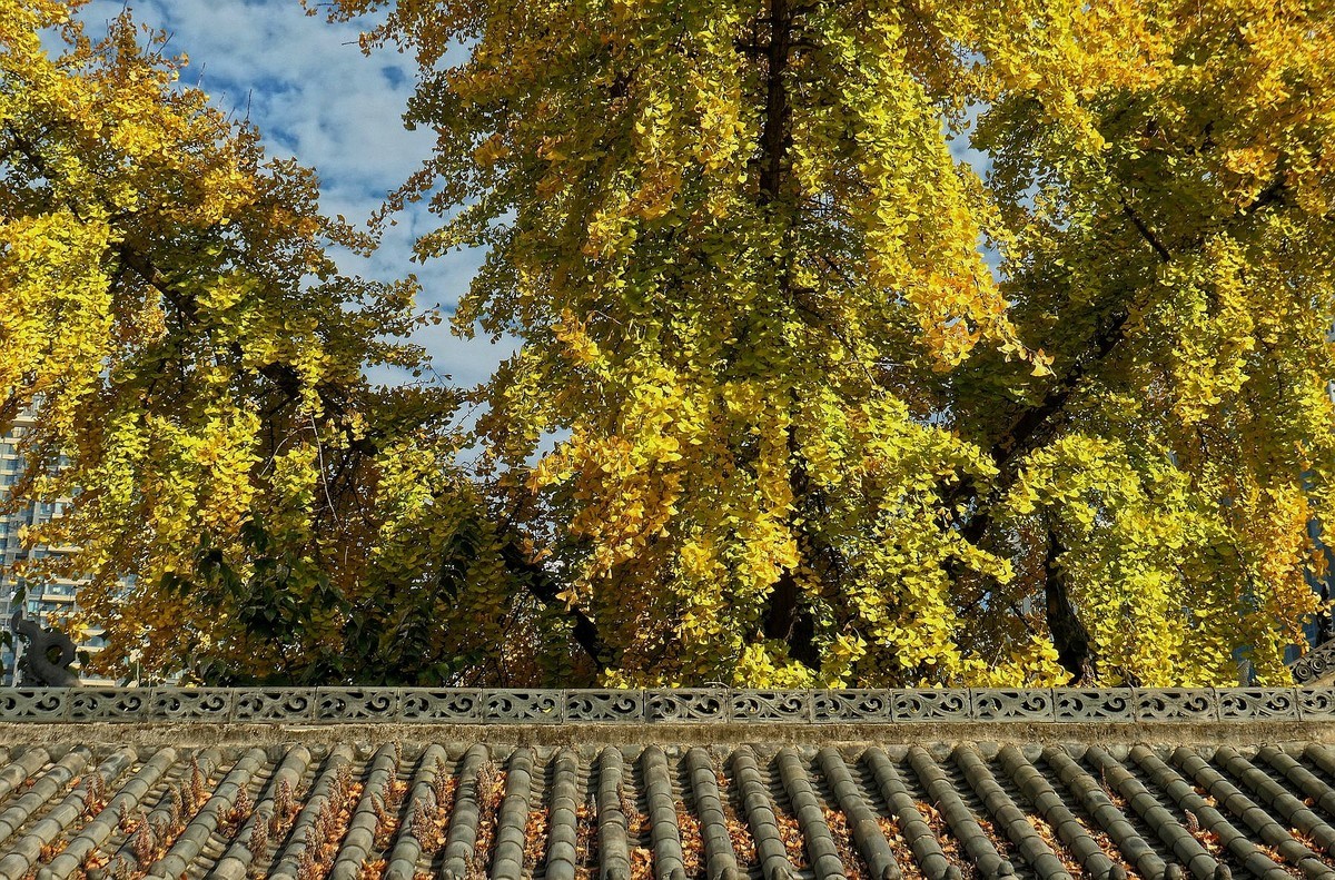 归元寺风光与银杏六（续完）