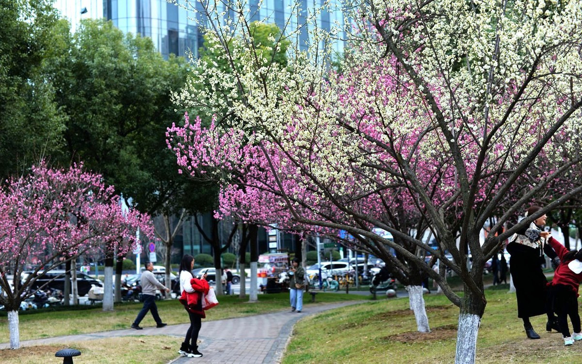 绿轴红梅报春来