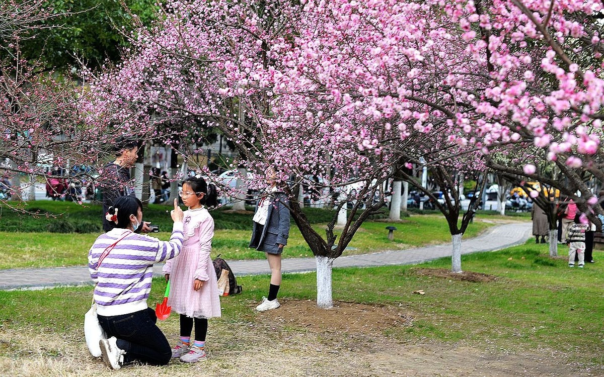 绿轴红梅报春来