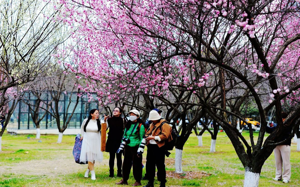 绿轴红梅报春来