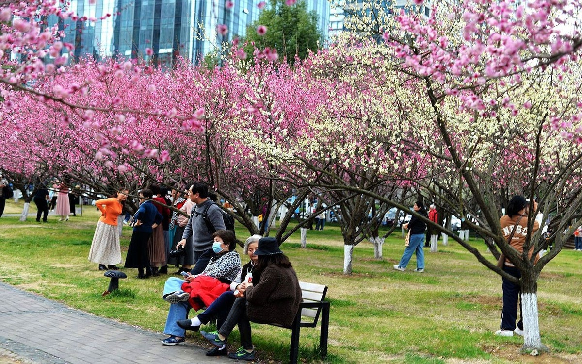 绿轴红梅报春来