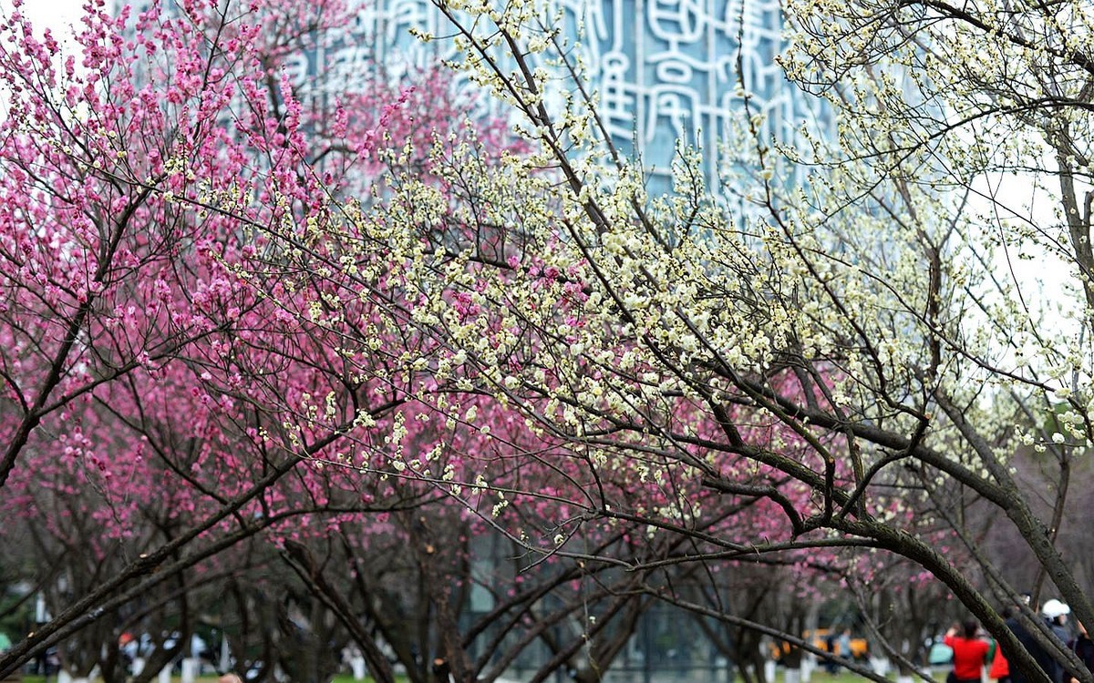绿轴红梅报春来