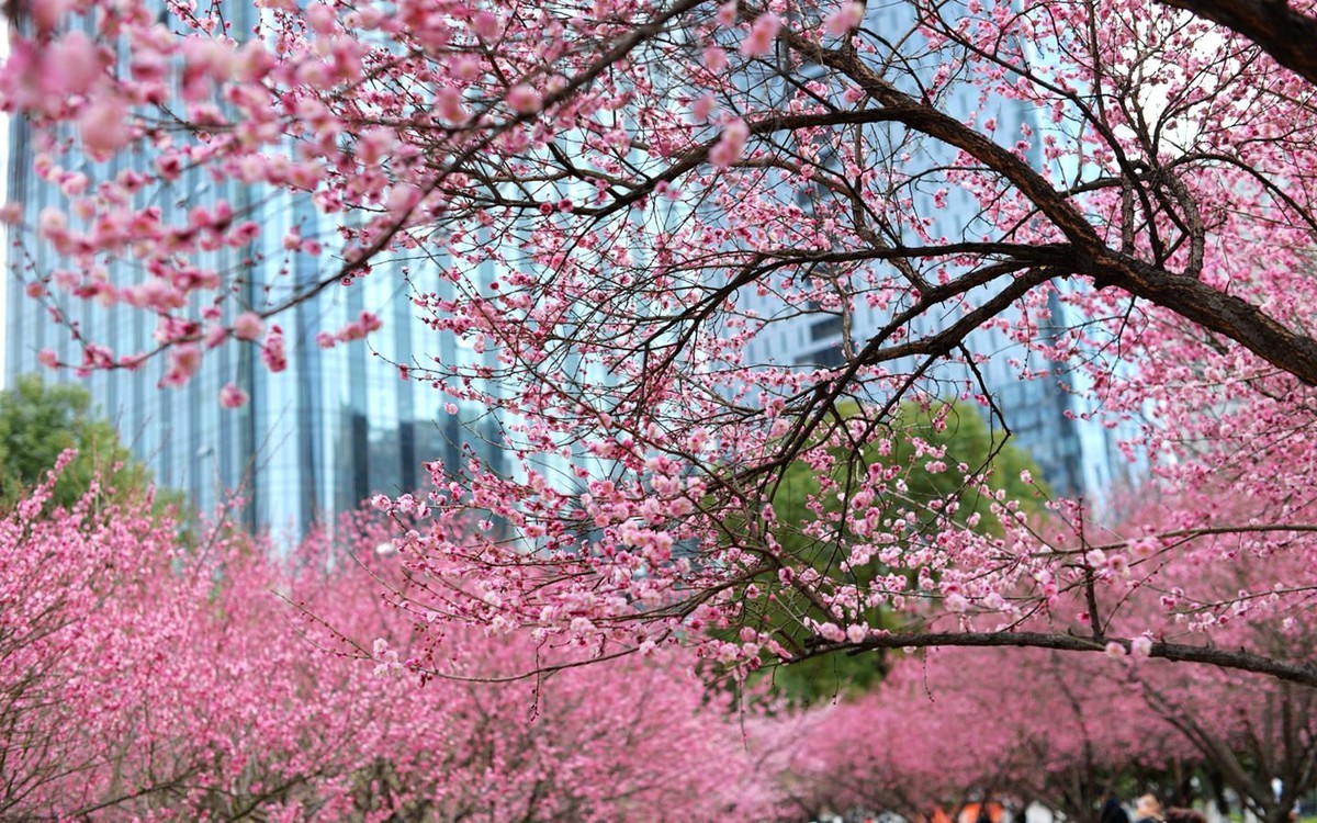 绿轴红梅报春来