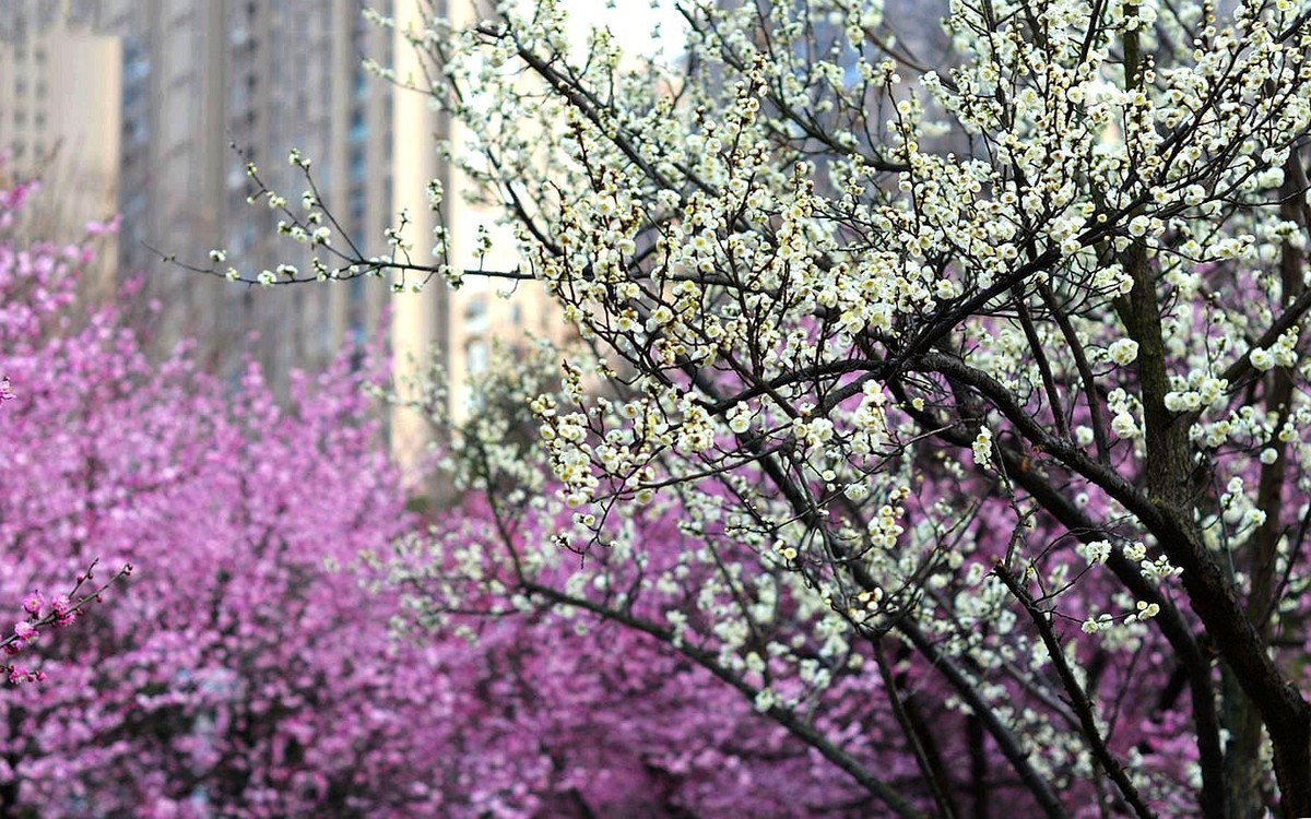 绿轴红梅报春来