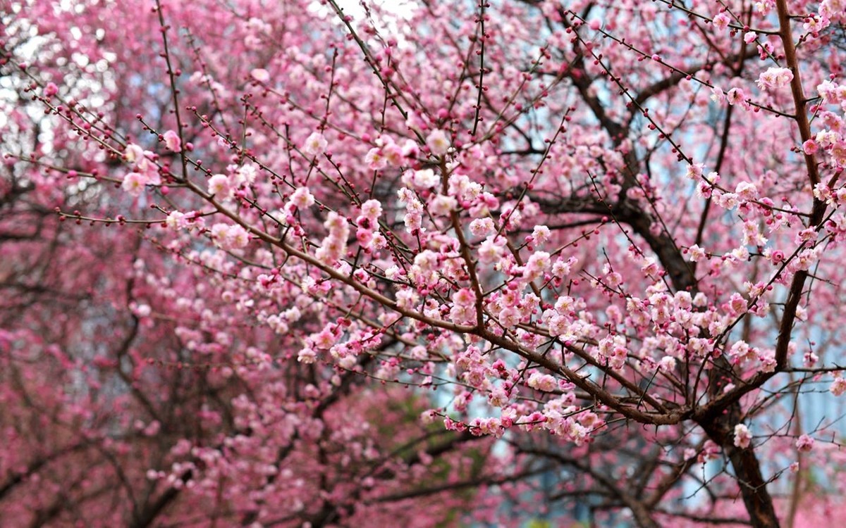 绿轴红梅报春来