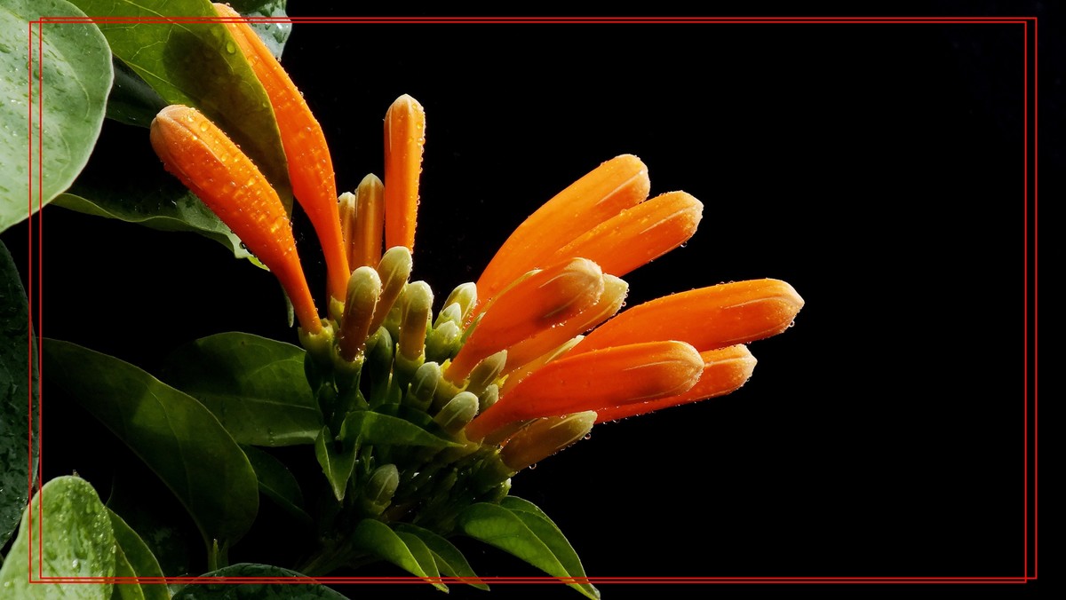 炮仗花
