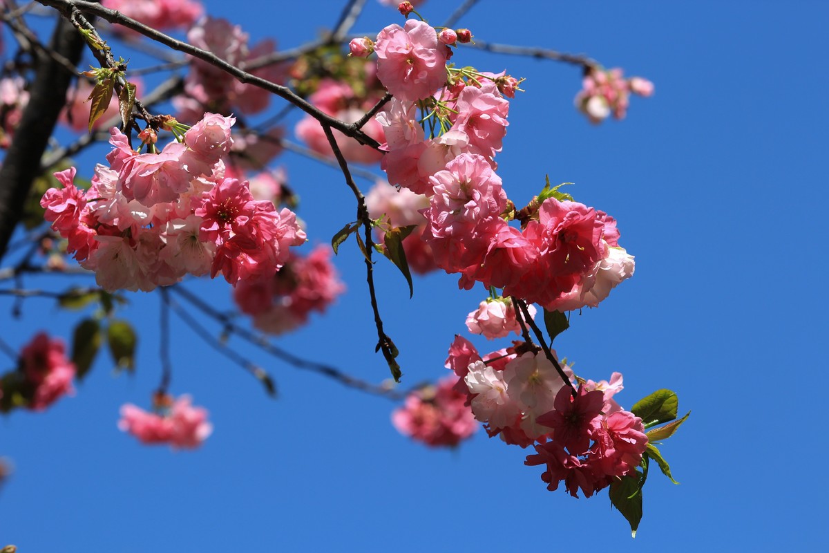 拍摄花卉一（523）