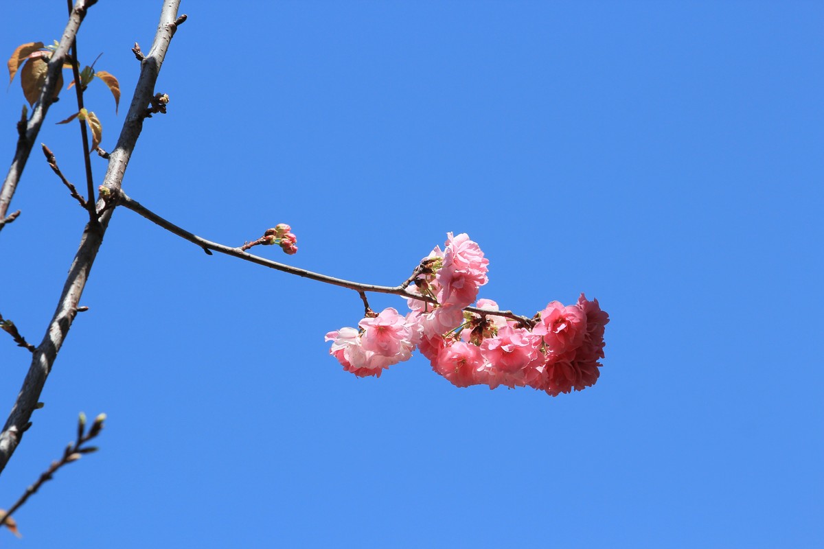 拍摄花卉一（523）