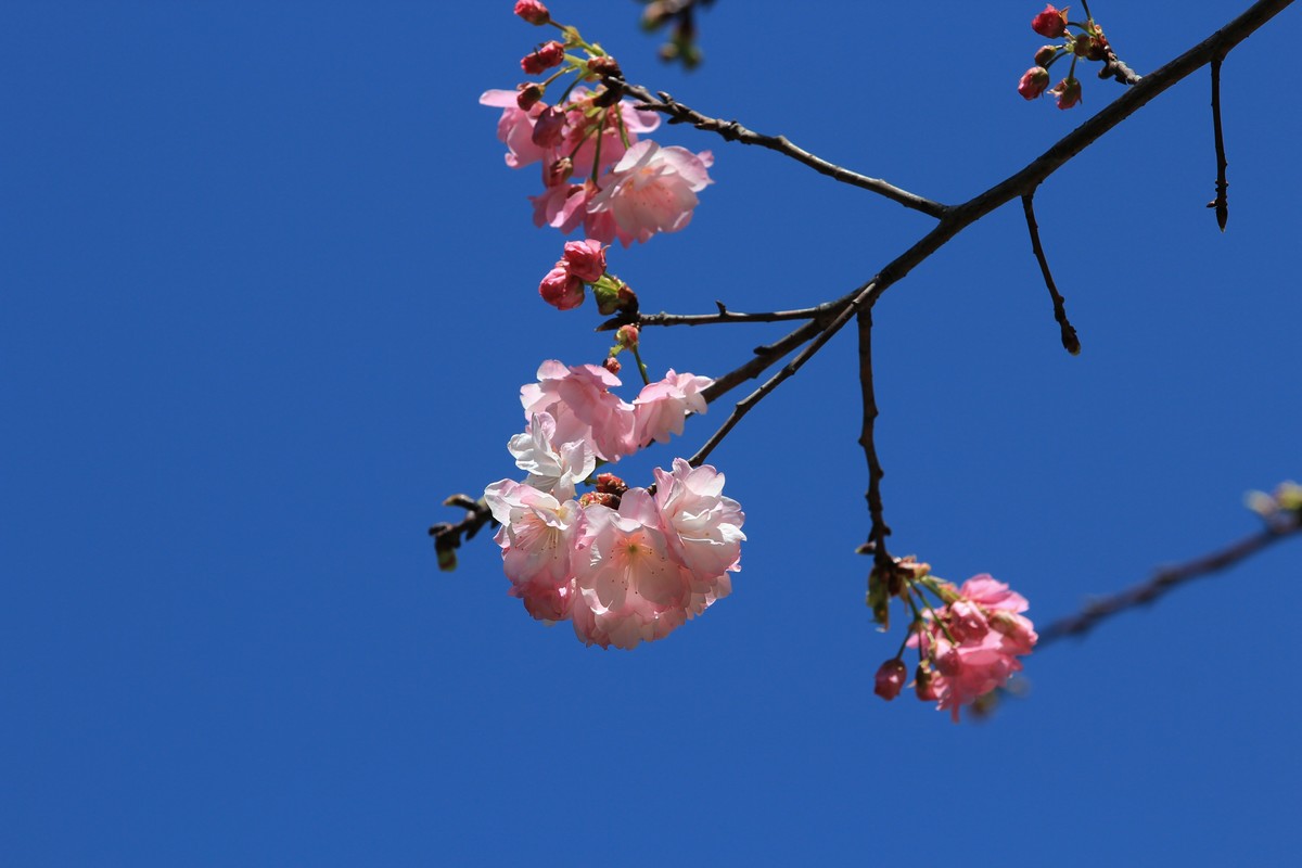 拍摄花卉一（523）