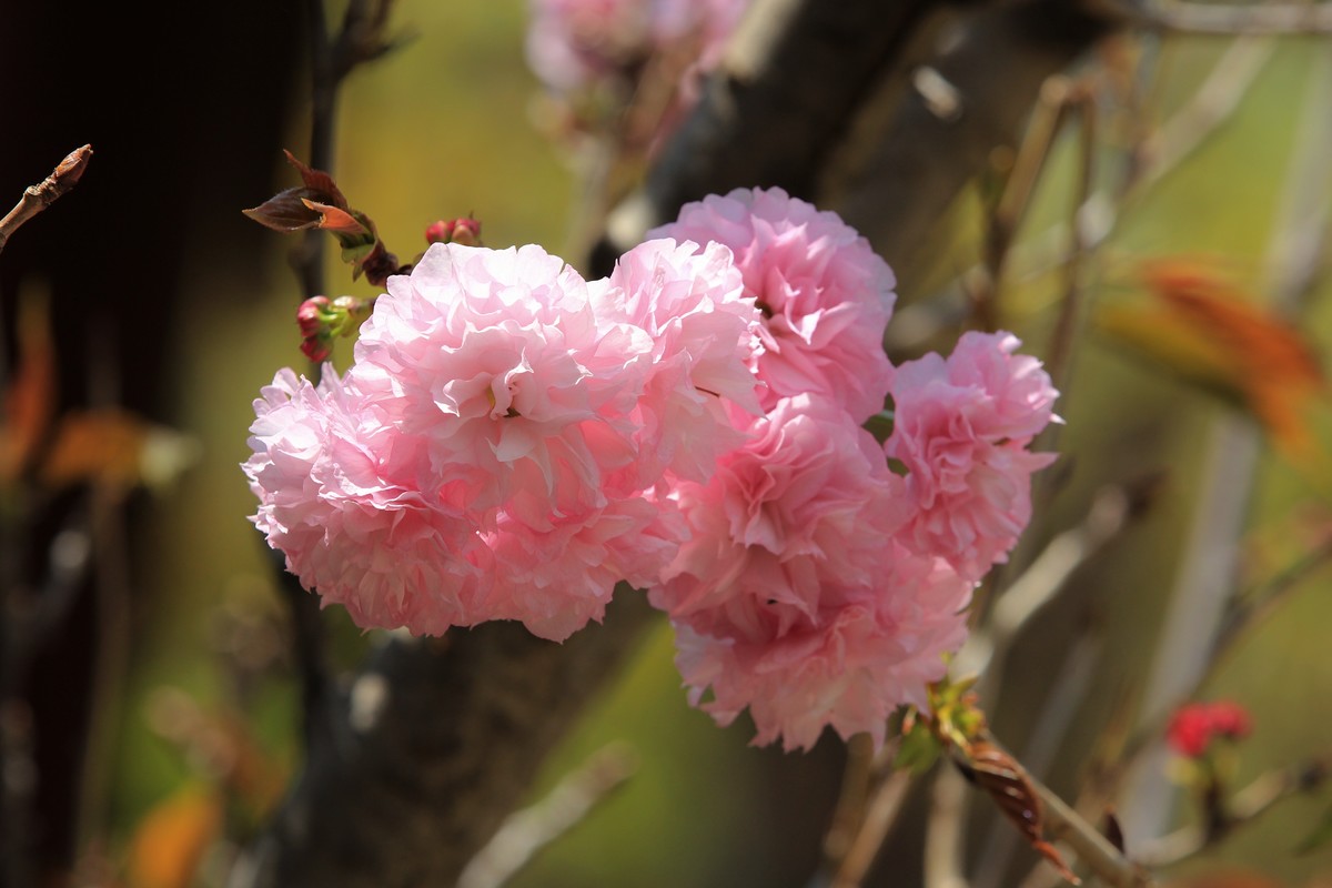 拍摄花卉一（523）